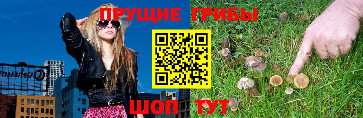Галлюциногенные грибы Cubensis Сыктывкар